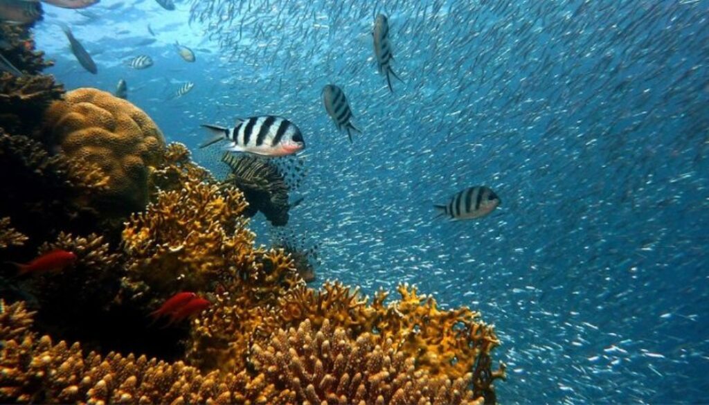 hawaii-coral-reefs