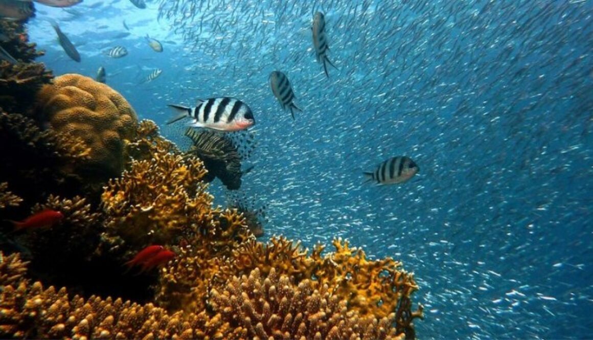 hawaii-coral-reefs