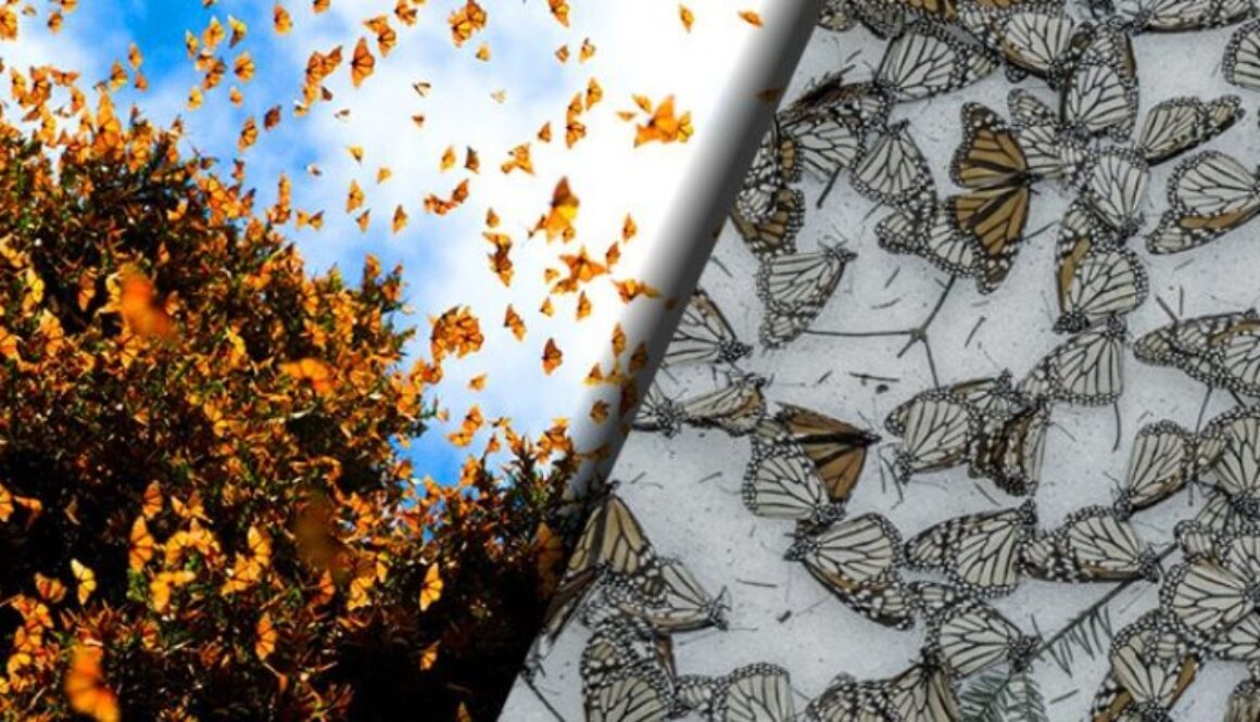 monarch-butterfly-extinction-840x400