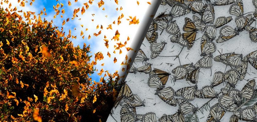 monarch-butterfly-extinction-840x400 monarch-butterfly-extinction-840x400