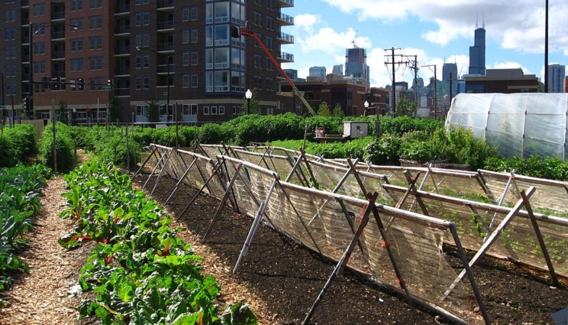 1200px-New_crops-Chicago_urban_farm