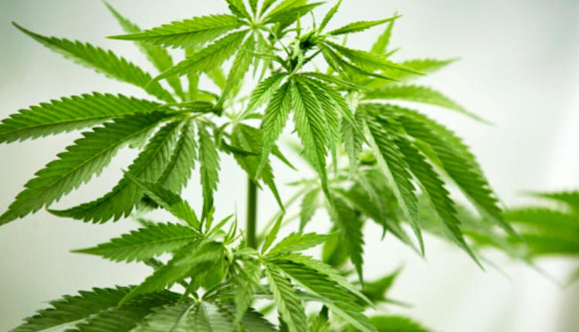 Cannabis-Plant-Green-Leaves