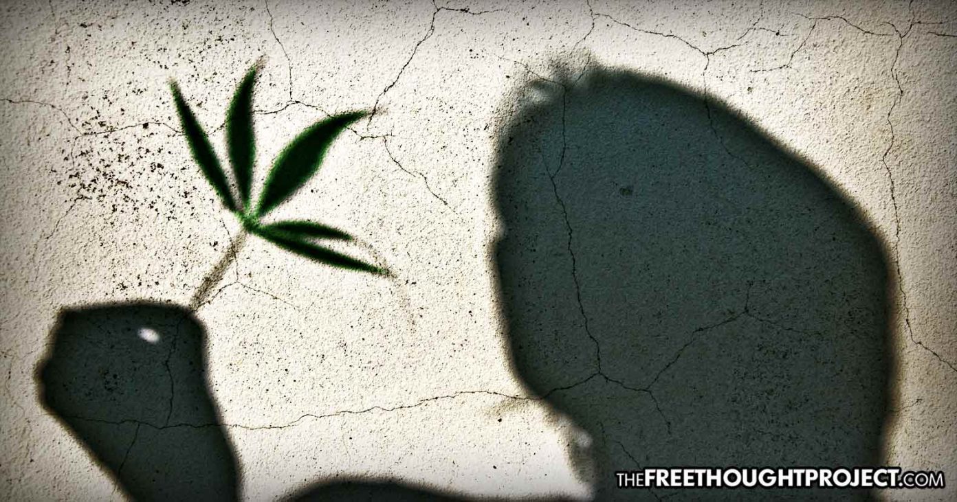 MARIJUANA-STUDY-1392x731 MARIJUANA-STUDY-1392x731
