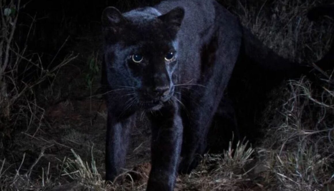 black panther