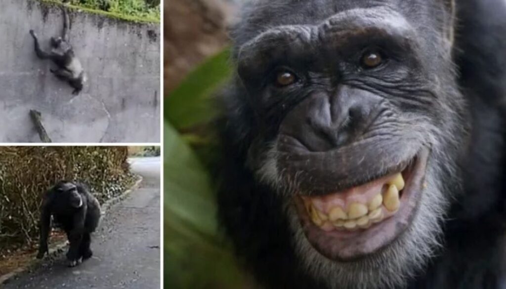 chimp escapes