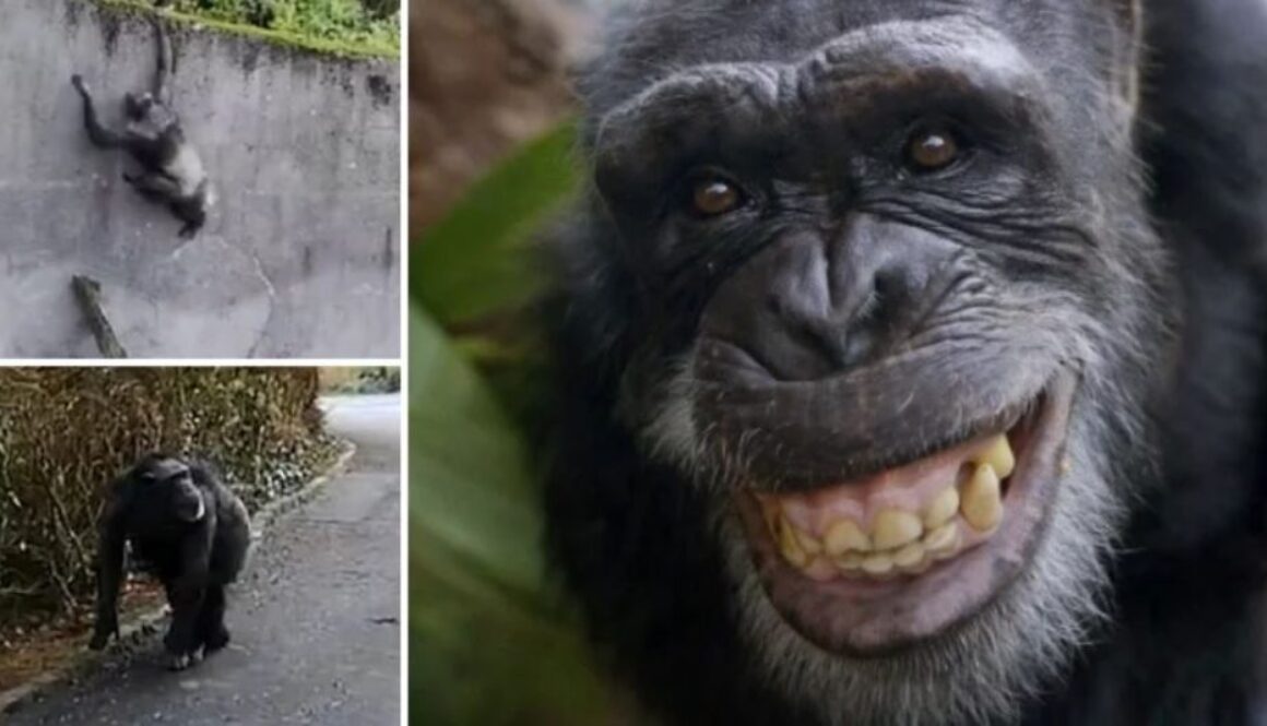 chimp escapes