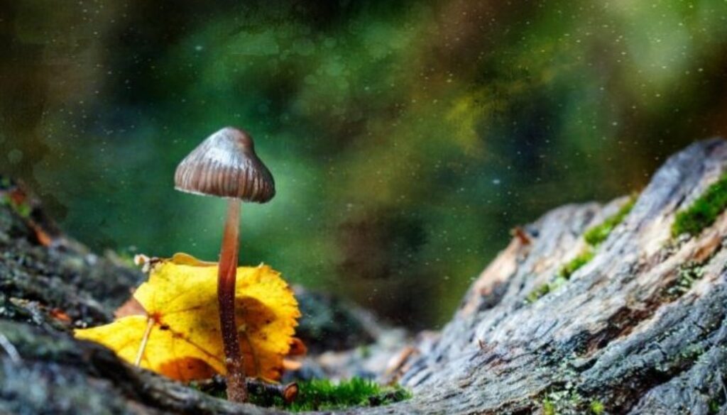 denver-magic-mushrooms
