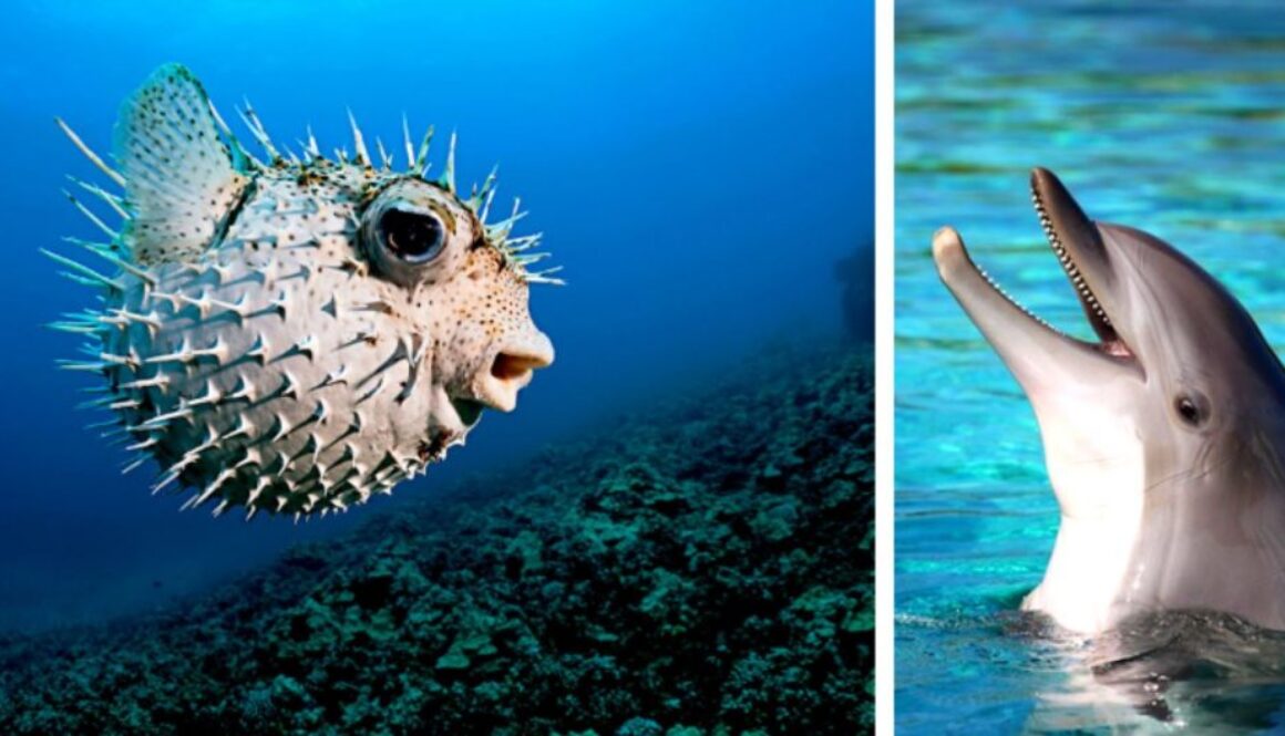 dolphin puffer