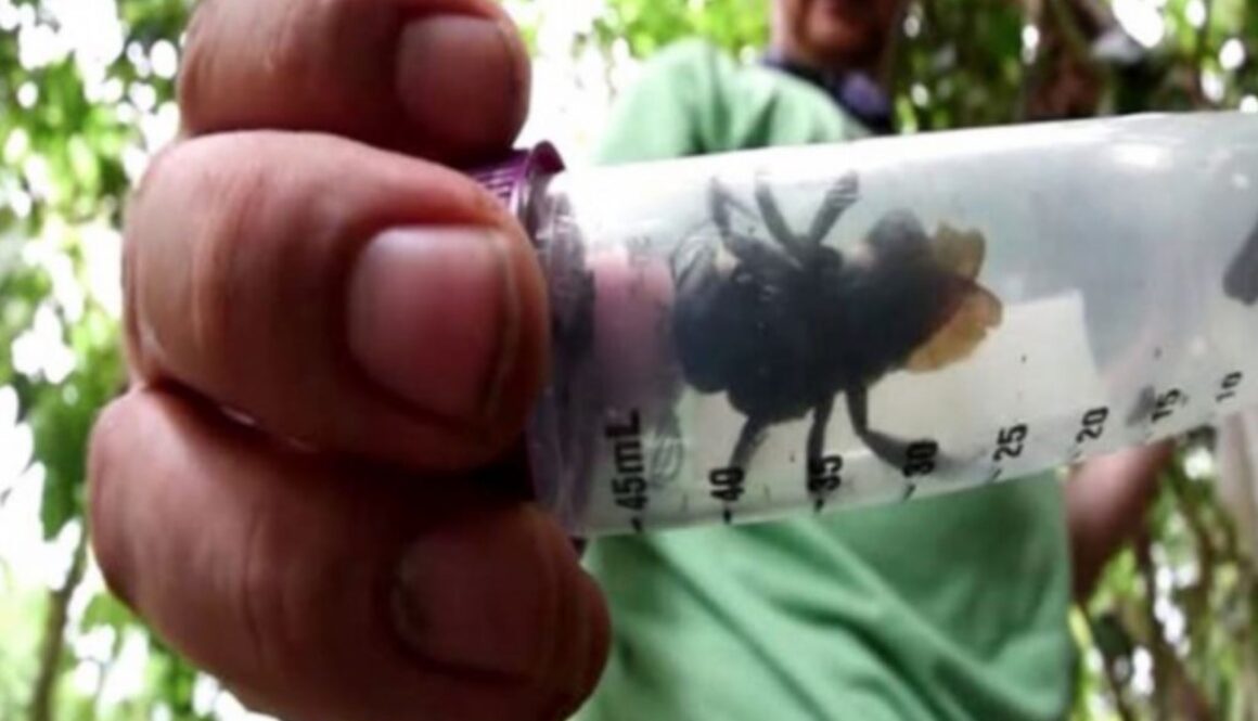 largest bee