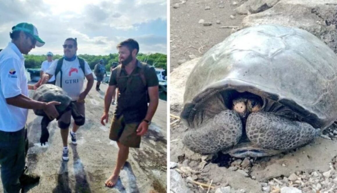 tortoise