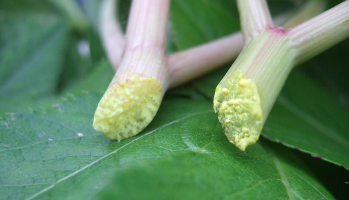 Ashitaba-Harvested-5May2007-sown-14Feb