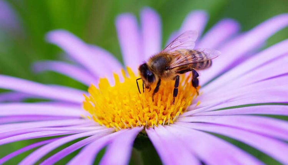 Bee-on-Flower