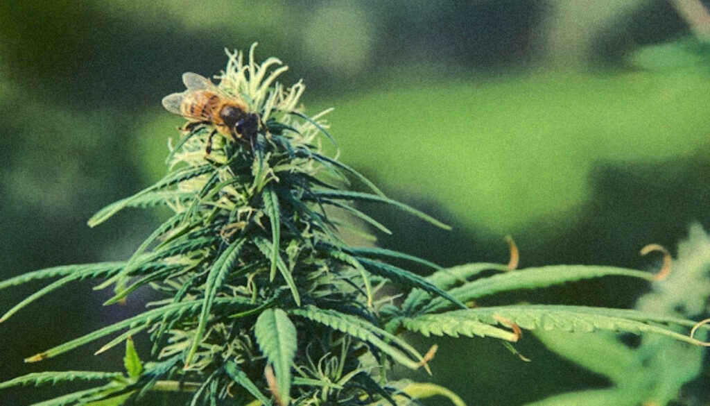 Bee-on-Hemp