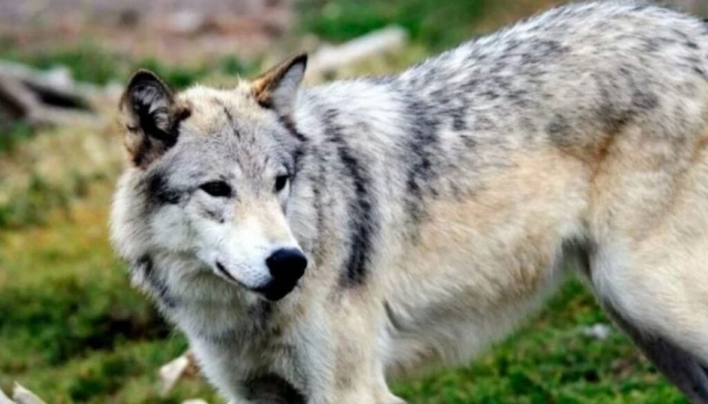 gray wolf
