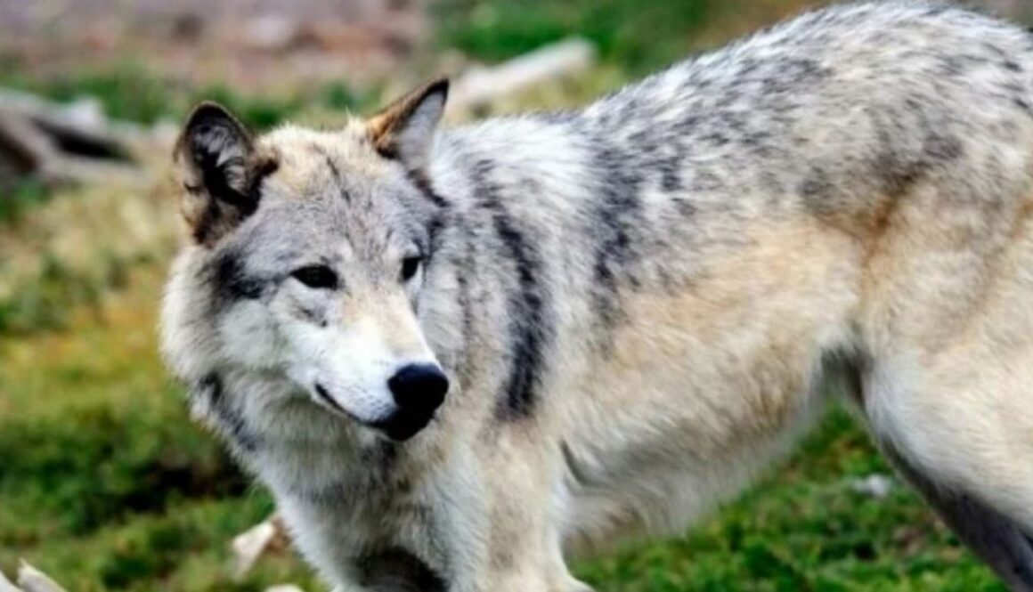 gray wolf