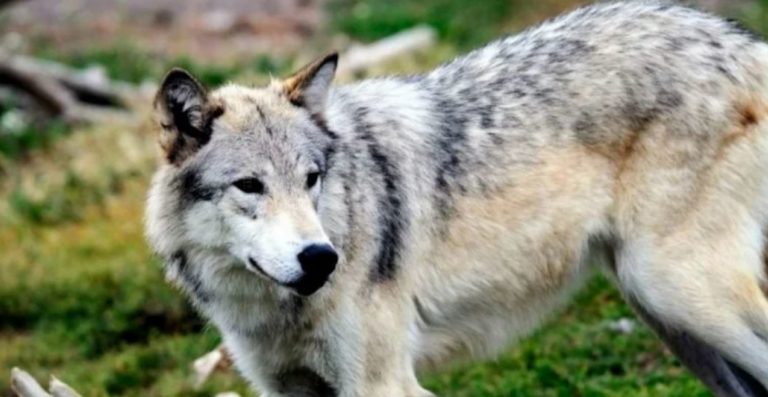 why is the gray wolf endangered please tell me in thinking stupid ads