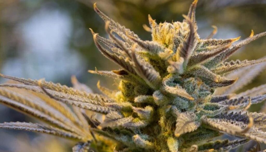 legal cannabis