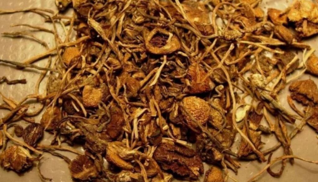 magic mushrooms