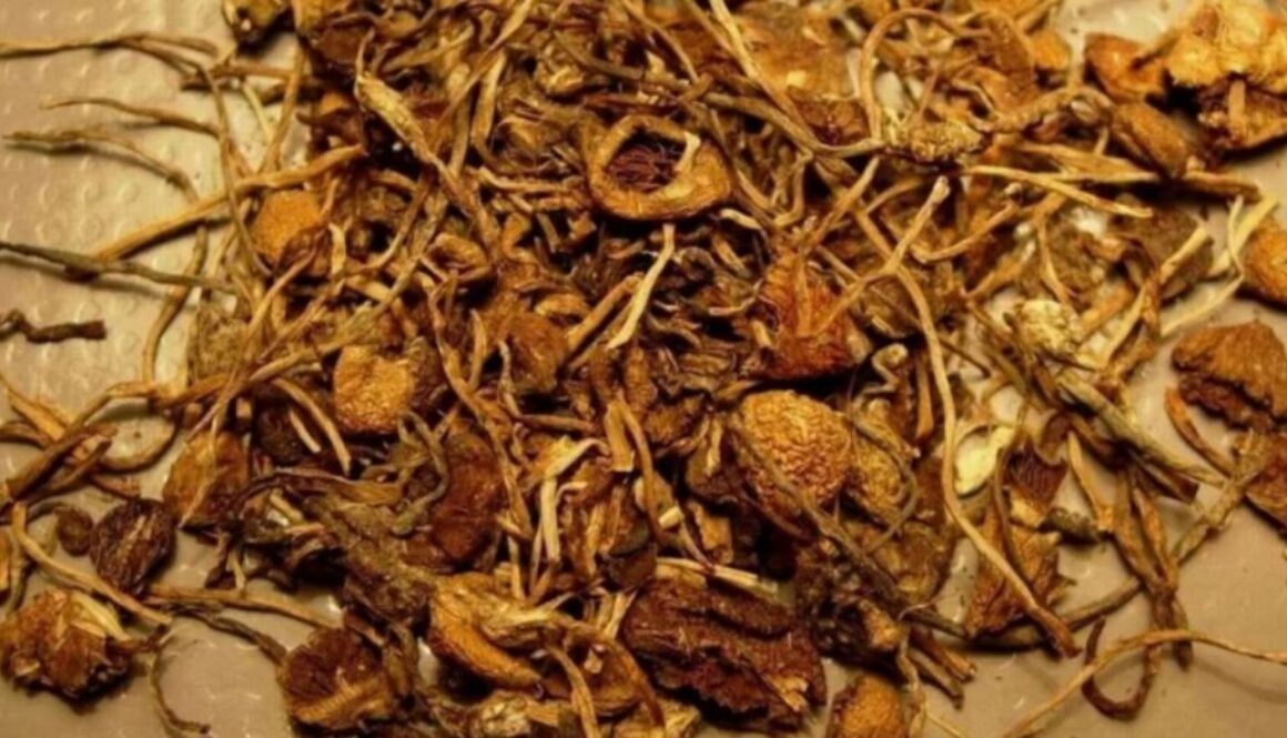 magic mushrooms