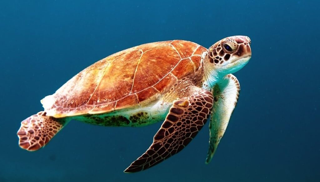 turtle-863336_1280
