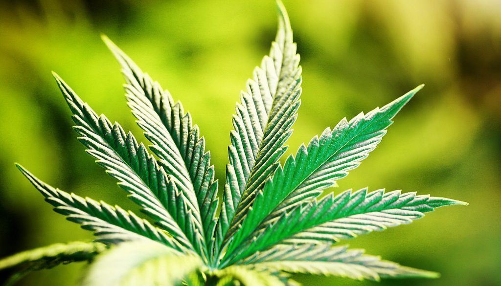vermont-legalizes-marijuana-1024x682-1
