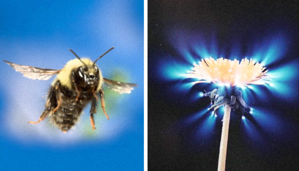 Bee-Flower-Kirlian-1