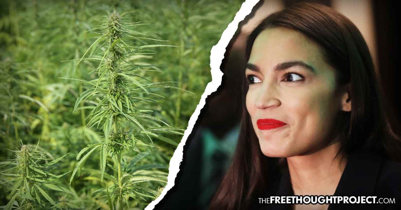 aoc-hemp-1392x731