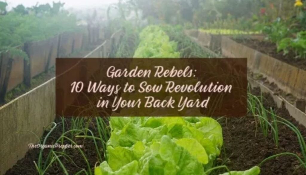 backyard revolution