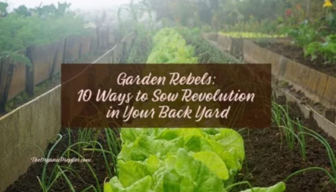 backyard revolution