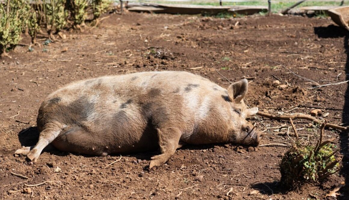 pig-4097653_1280