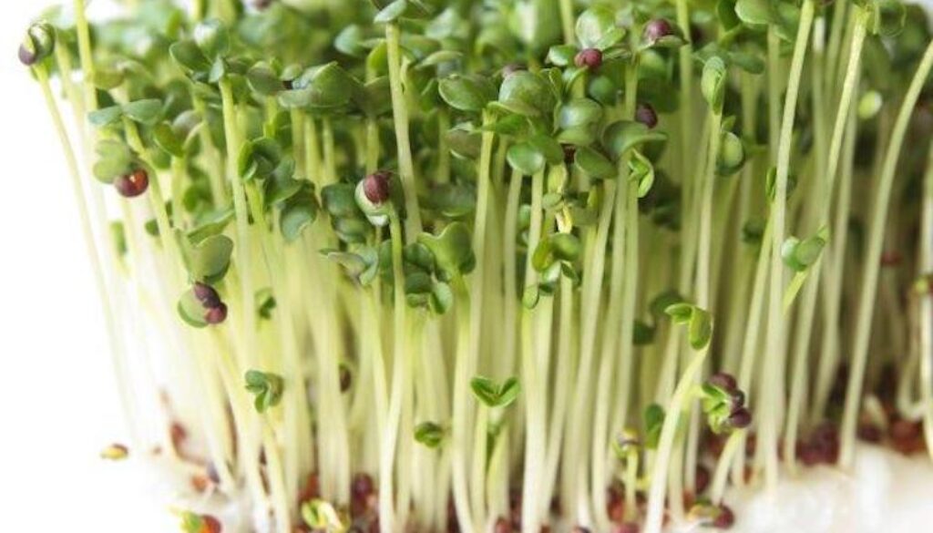 Broccoli-Sprouts-1