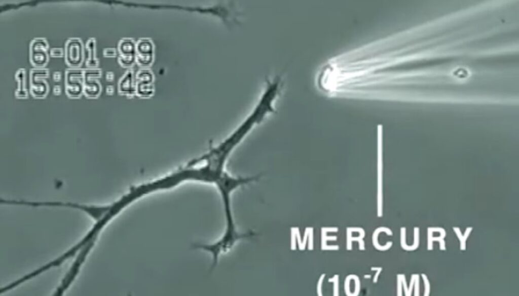 Mercury-Cells