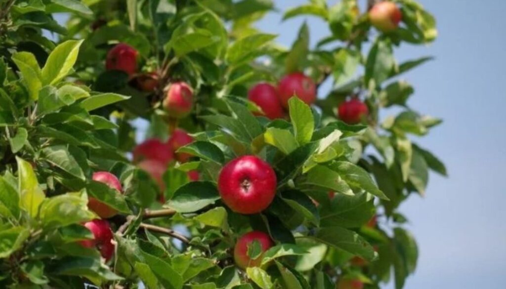 atlanta food forest TMU