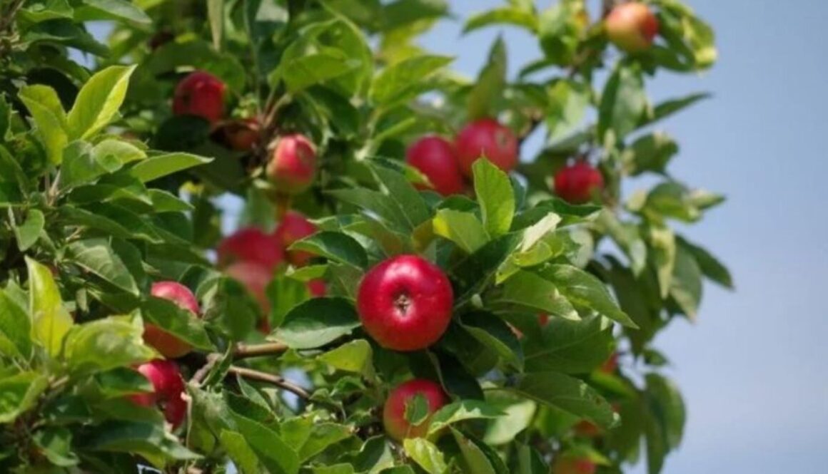 atlanta food forest TMU