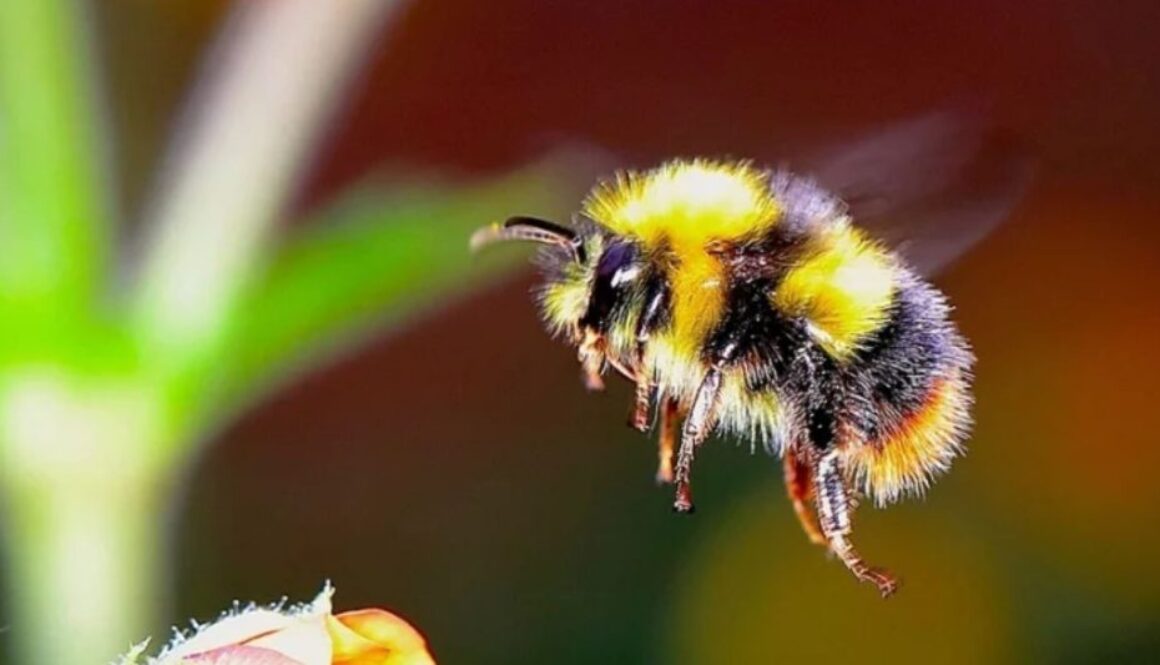 bee corridor TMU