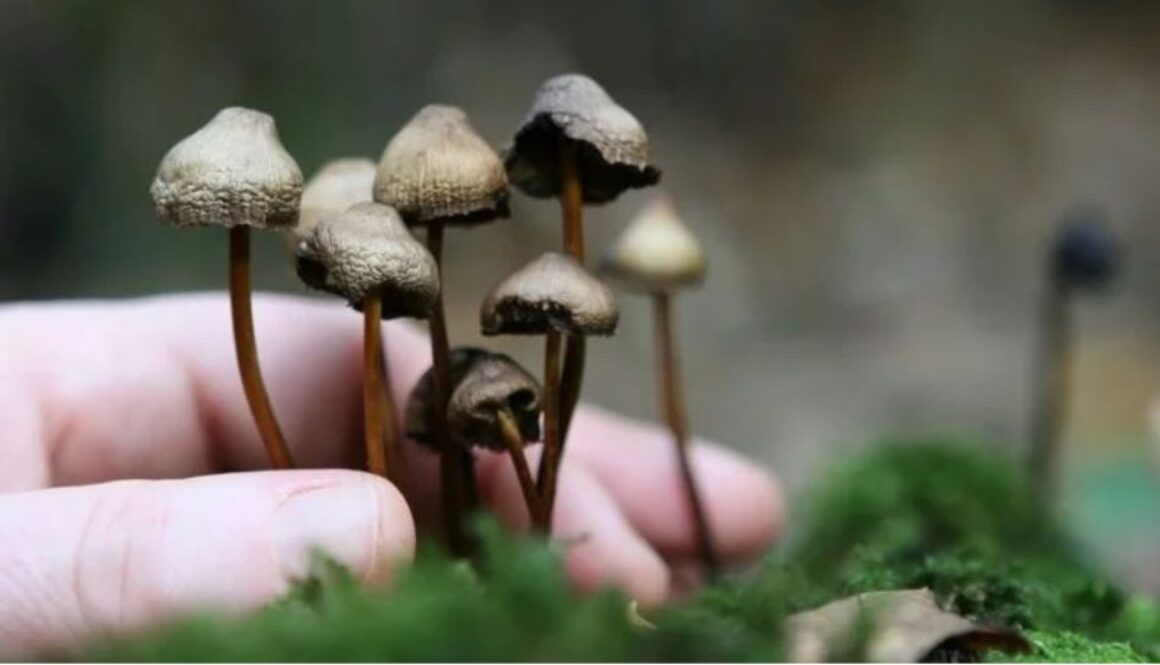 decriminalize mushrooms tmu