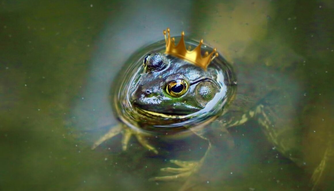 frog-prince-2665403_1280