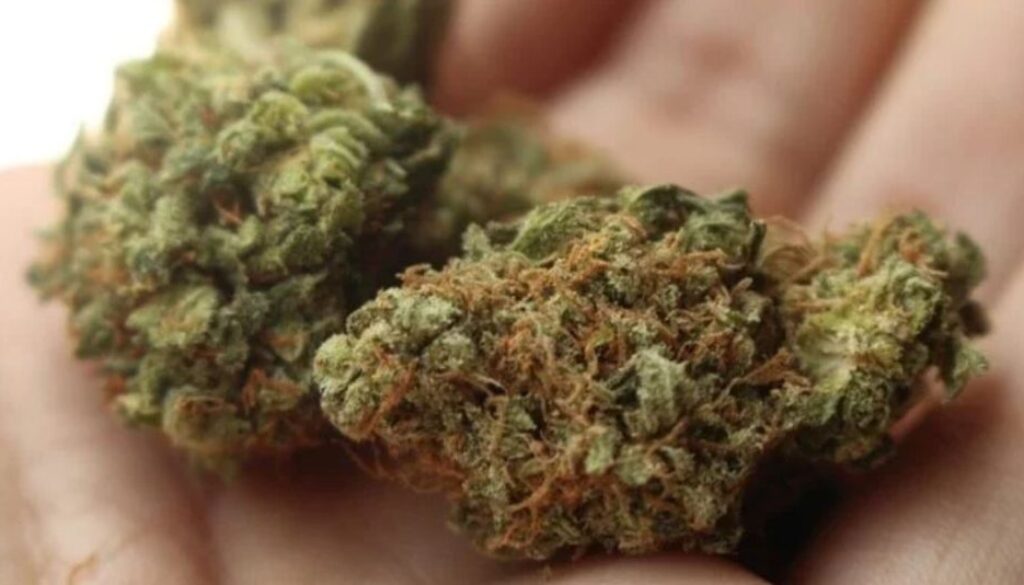 medical marijuan TMU