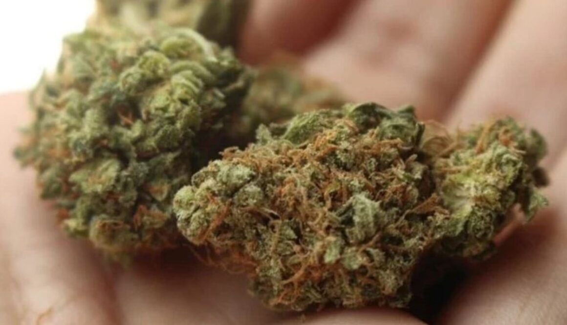 medical marijuan TMU