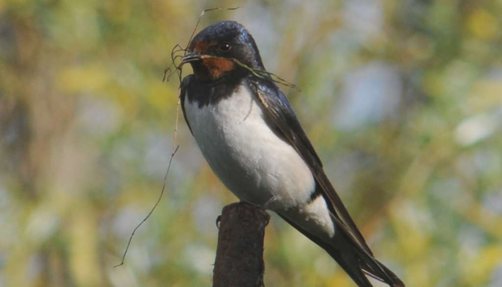 organic farms birds