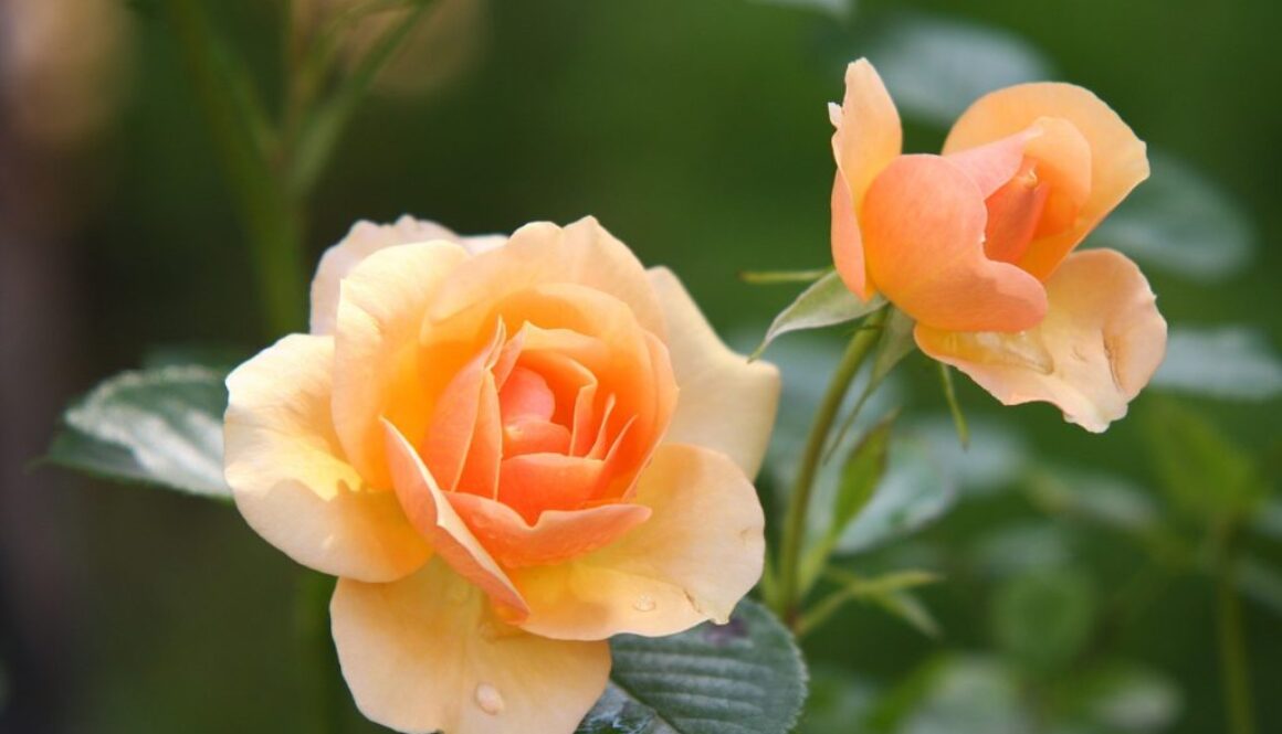 rose flowers