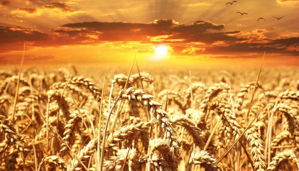 wheat pixabay