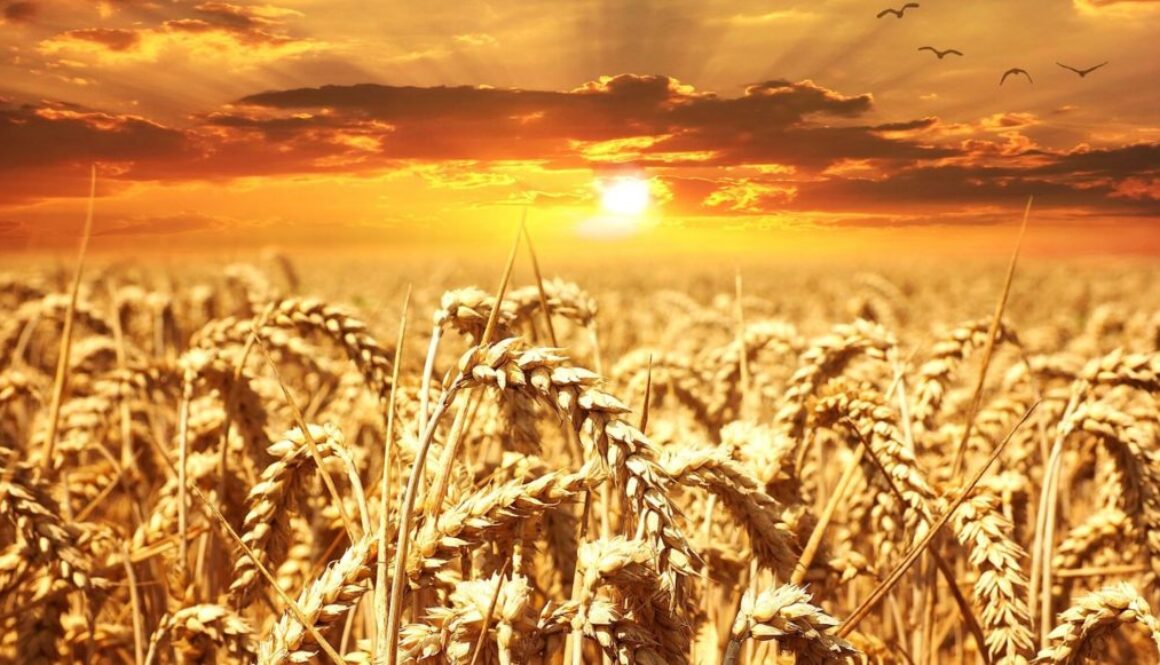 wheat pixabay