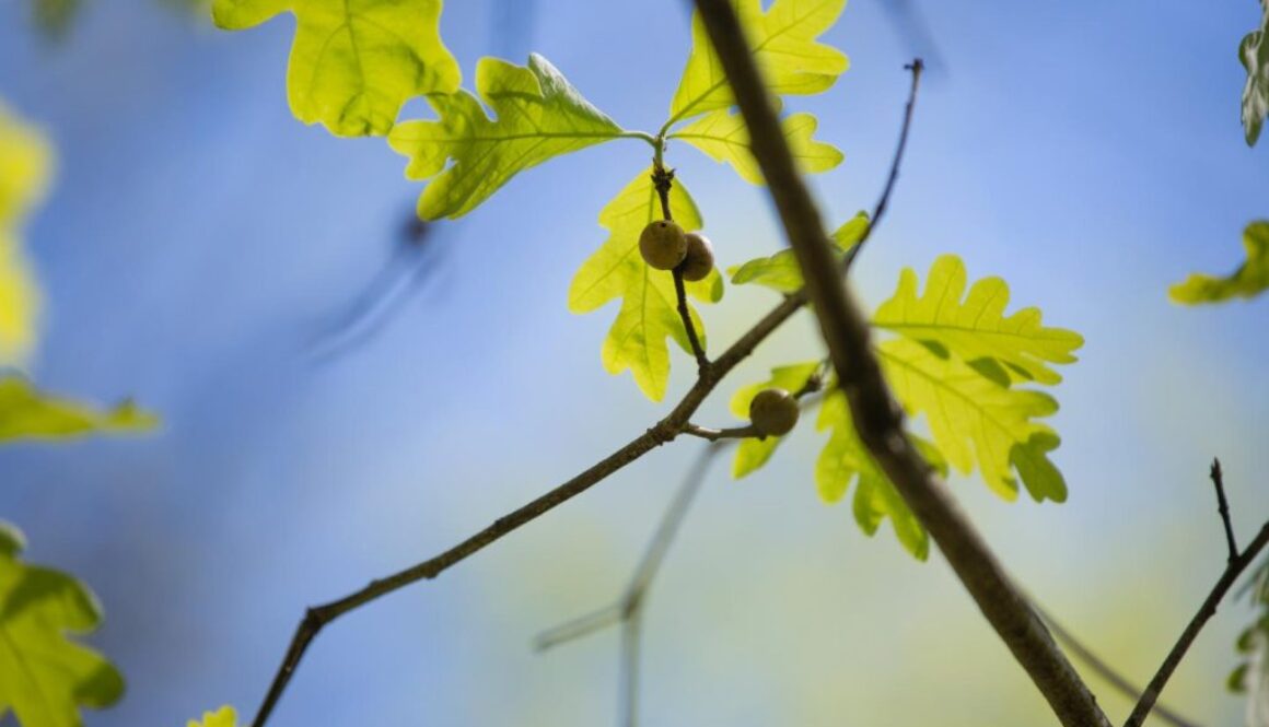 white oak natural remedy