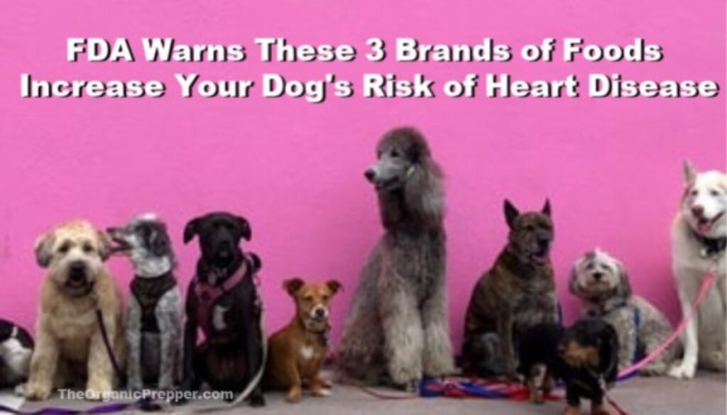These-3-Brands-of-Food-Increase-Your-Dogs-Risk-of-Heart-Disease