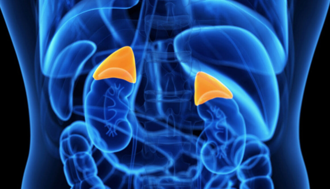 adrenal-glands