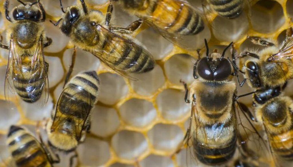 bee colony decline US FarmersGov