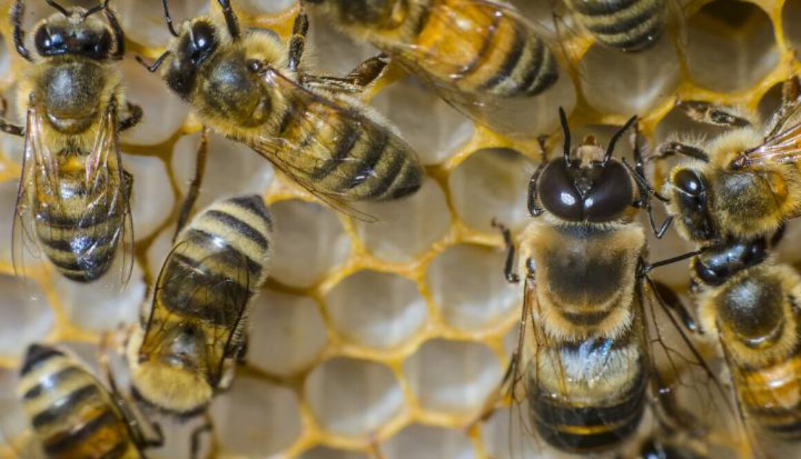 bee colony decline US FarmersGov