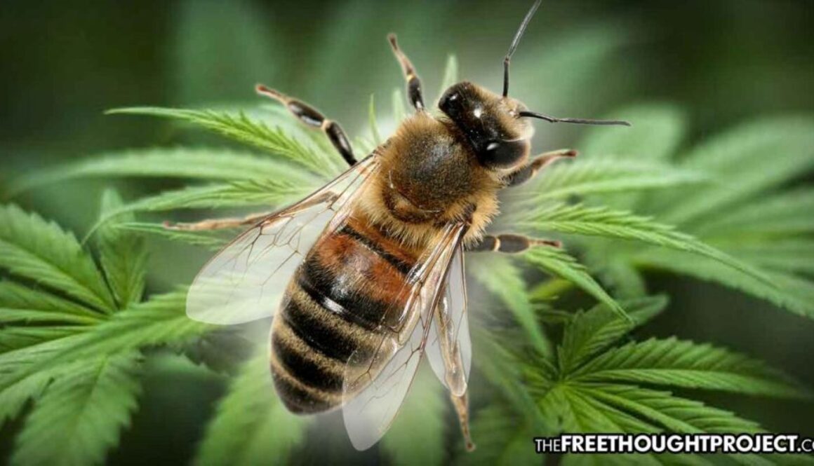 bee-hemp-1392x731