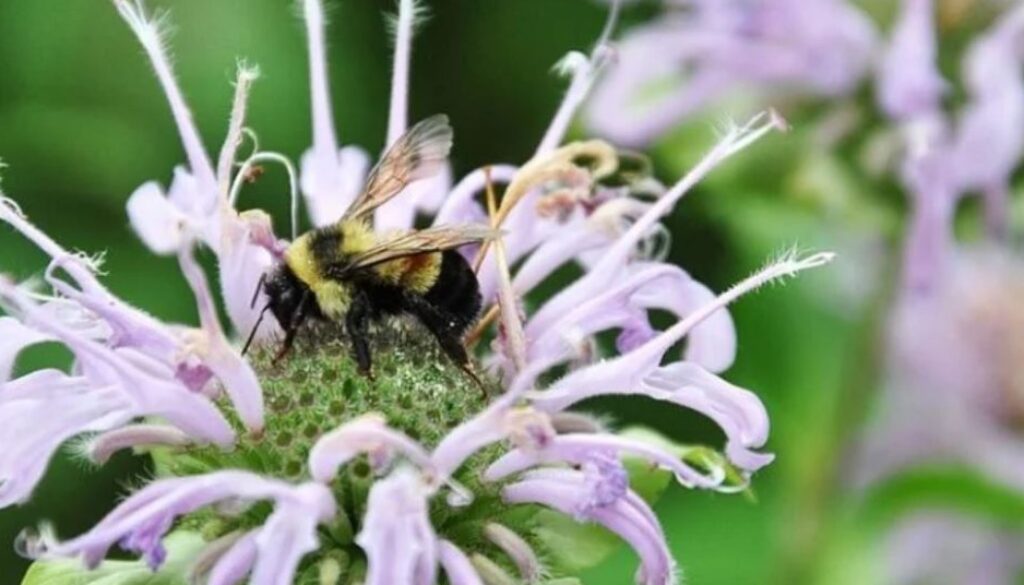 bee support TMU